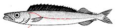 Promethichthys prometheus_claves.jpg
